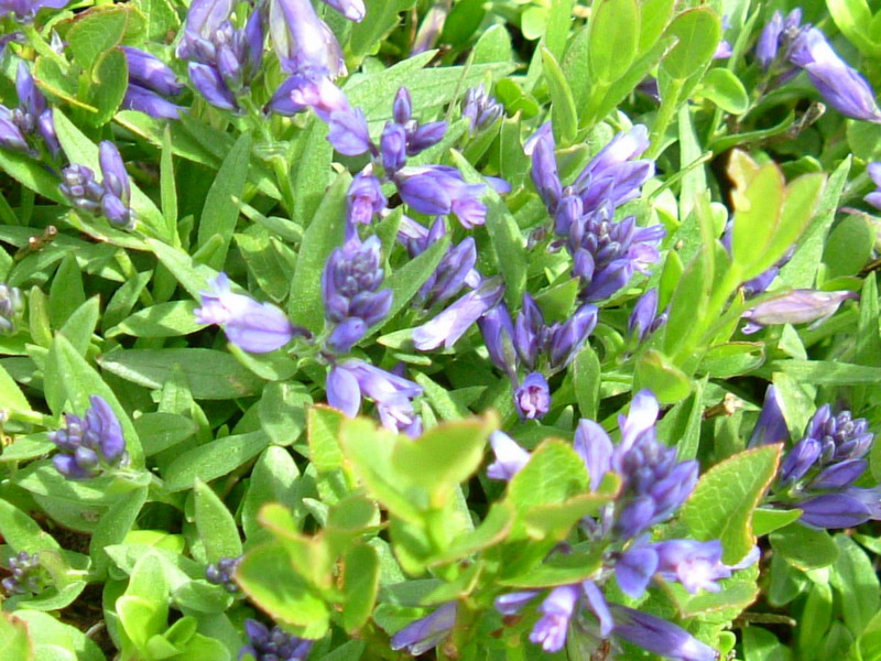 Fiori viola - Polygala sp.